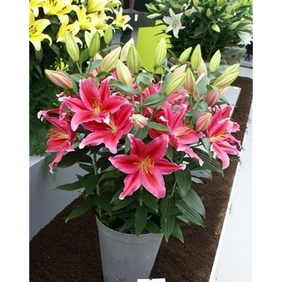 Củ ly lùn thơm chuẩn hà lan size 13/15 - mã 7