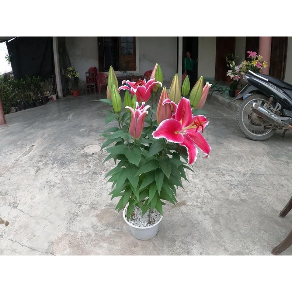 Củ ly lùn thơm chuẩn hà lan size 13/15 - mã 7