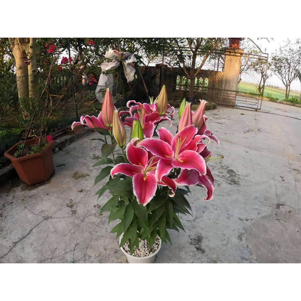 Củ ly lùn thơm chuẩn hà lan size 13/15 - mã 7