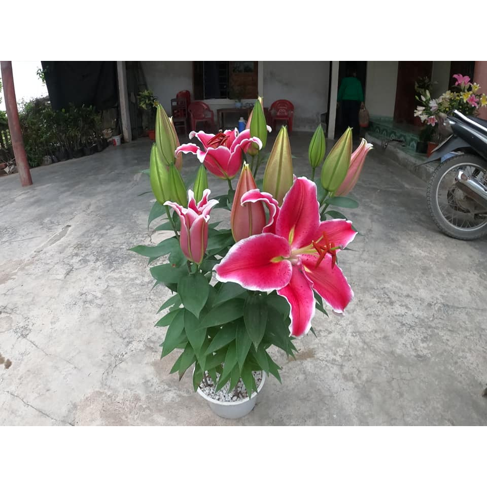 Củ ly lùn thơm chuẩn hà lan size 13/15 - mã 7