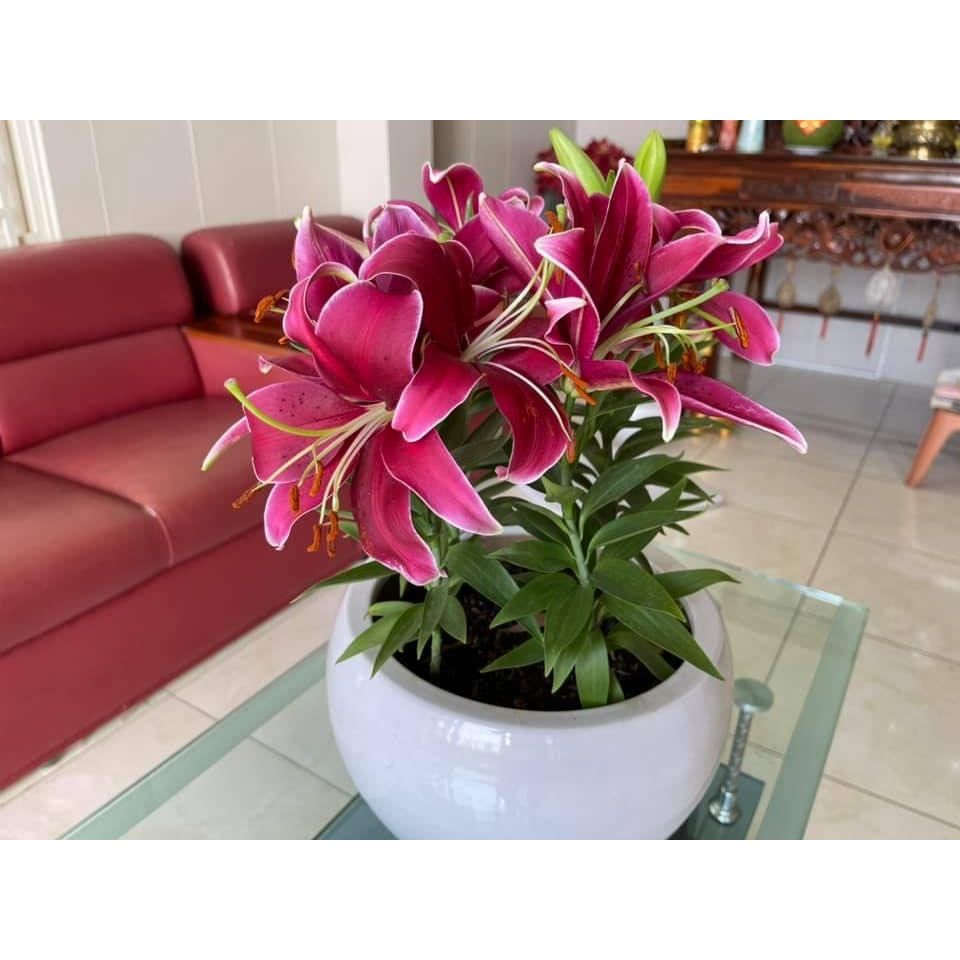 Củ ly lùn thơm chuẩn hà lan size 13/15 - mã 7