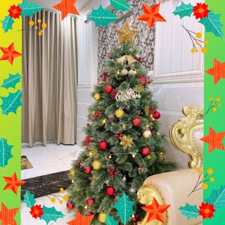 CÂY THÔNG CƯỚC NỞ HOA GẮN TRÁI ĐỎ CAO 1m5, 2m, 2m4. Cây thông cước đầu vàng 2m, 2m4