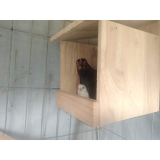 Ổ gà đẻ bằng gỗ 20x20x23cm
