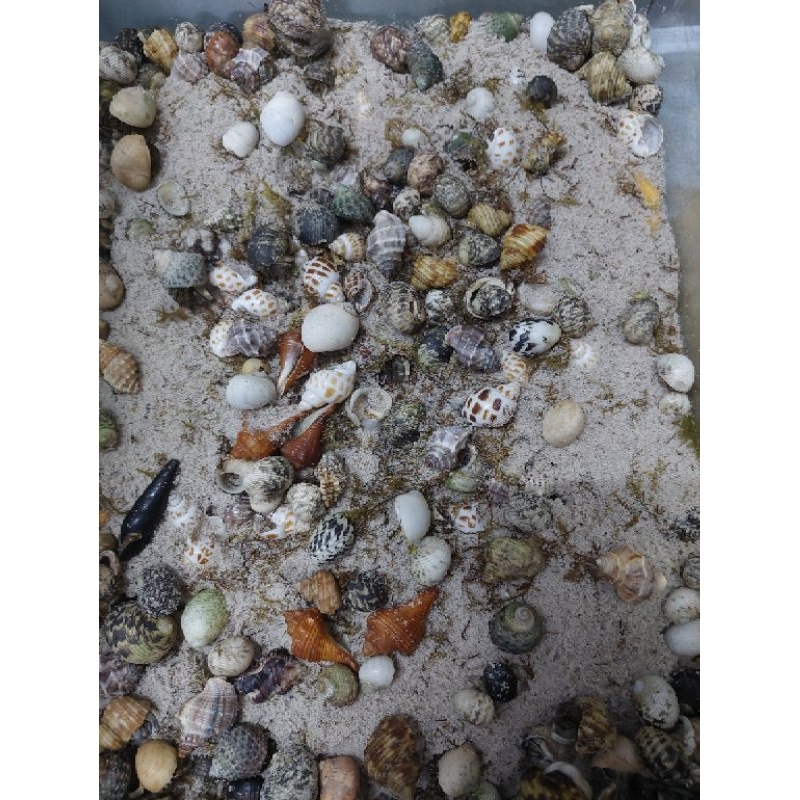 Combo 5 ốc Rugo size Baby tặng 500g cát trắng