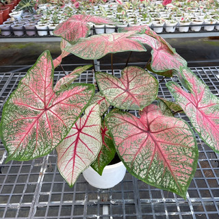 Môn kiểng: Chậu cây Caladium “Red Bone” với những chiếc lá đa sắc hút mắt nhìn
