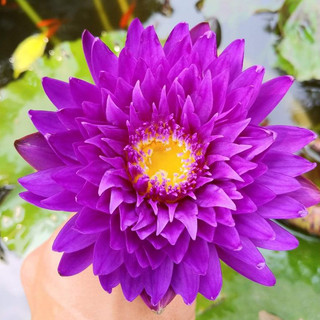 Củ giống hoa súng thái lan thơm cánh kép màu tím huế