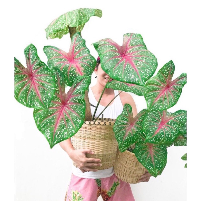 Môn kiểng: Chậu cây Caladium “ Heart’s Delight” với những đường gân sắc hồng hút mắt, cây dễ trồng và chăm sóc