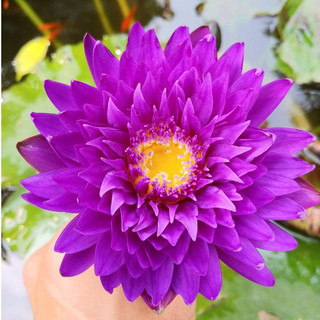 Củ giống hoa súng thái lan thơm cánh kép màu tím huế