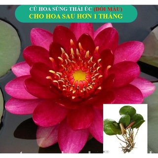 Cây hoa súng Thái Lan Thơm cánh kép giống đẹp đột biến Wanvisa