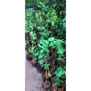 Cây giống cherry anh đào Mỹ cao 50(ảnh thật)