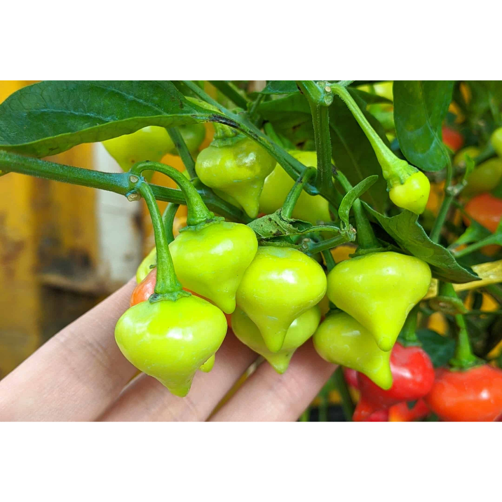 Chậu cây ớt quả hình trái tiim biquinho, ăn thơm mùi trái cây chuẩn giống