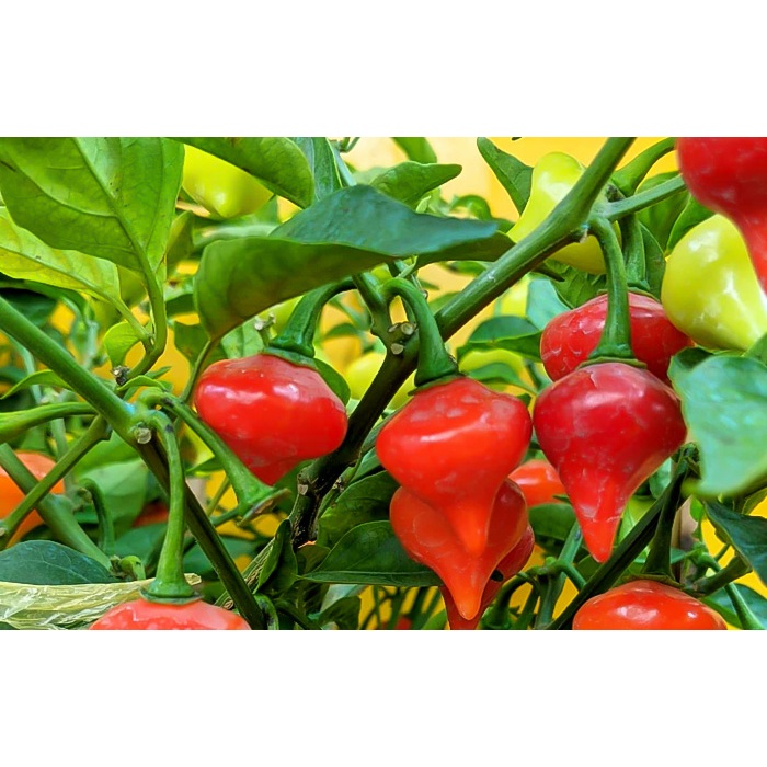 Chậu cây ớt quả hình trái tiim biquinho, ăn thơm mùi trái cây chuẩn giống