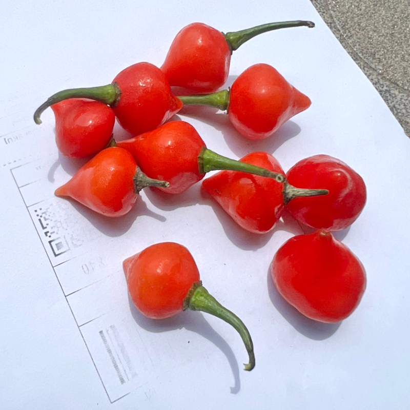 Chậu cây ớt quả hình trái tiim biquinho, ăn thơm mùi trái cây chuẩn giống