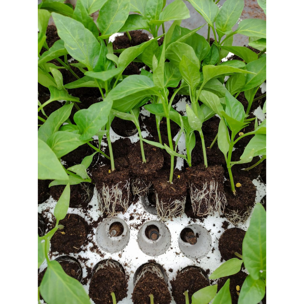 Chậu cây ớt quả hình trái tiim biquinho, ăn thơm mùi trái cây chuẩn giống