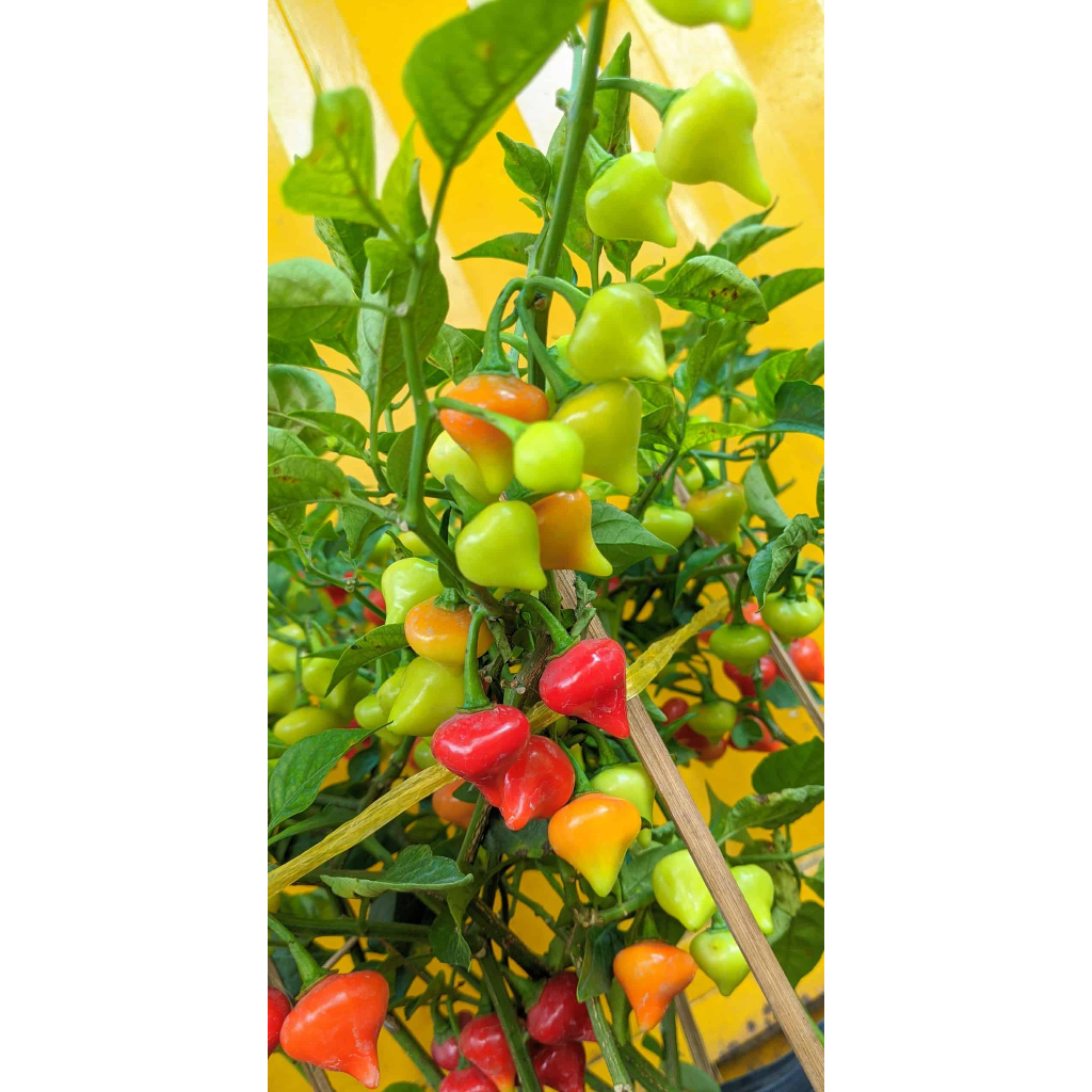 Chậu cây ớt quả hình trái tiim biquinho, ăn thơm mùi trái cây chuẩn giống