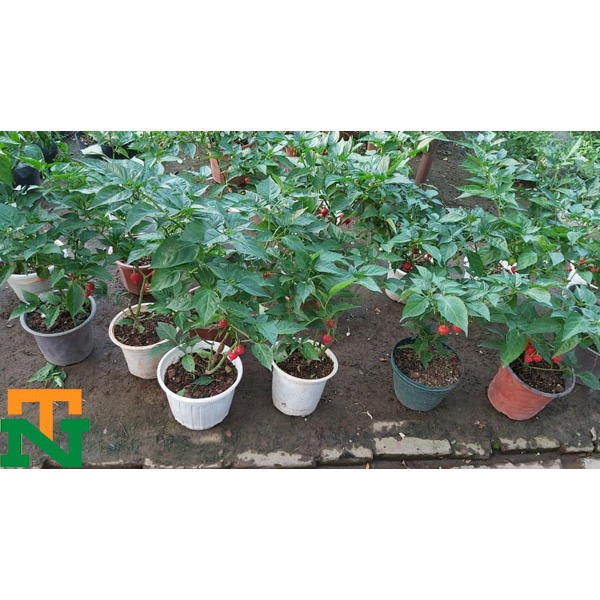 Chậu cây ớt quả hình trái tiim biquinho, ăn thơm mùi trái cây chuẩn giống