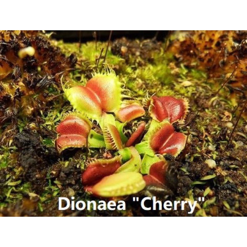 cây bẫy kẹp cherry, dionaea cherry