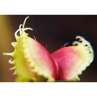 cây bẫy kẹp cherry, dionaea cherry