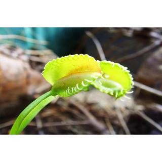 cây bẫy kẹp cherry, dionaea cherry