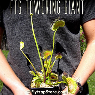 Cây bẫy kẹp towering giant, dionaea towering giant