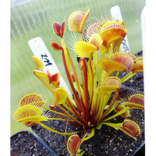 Cây bẫy kẹp z11 , dionaea z11