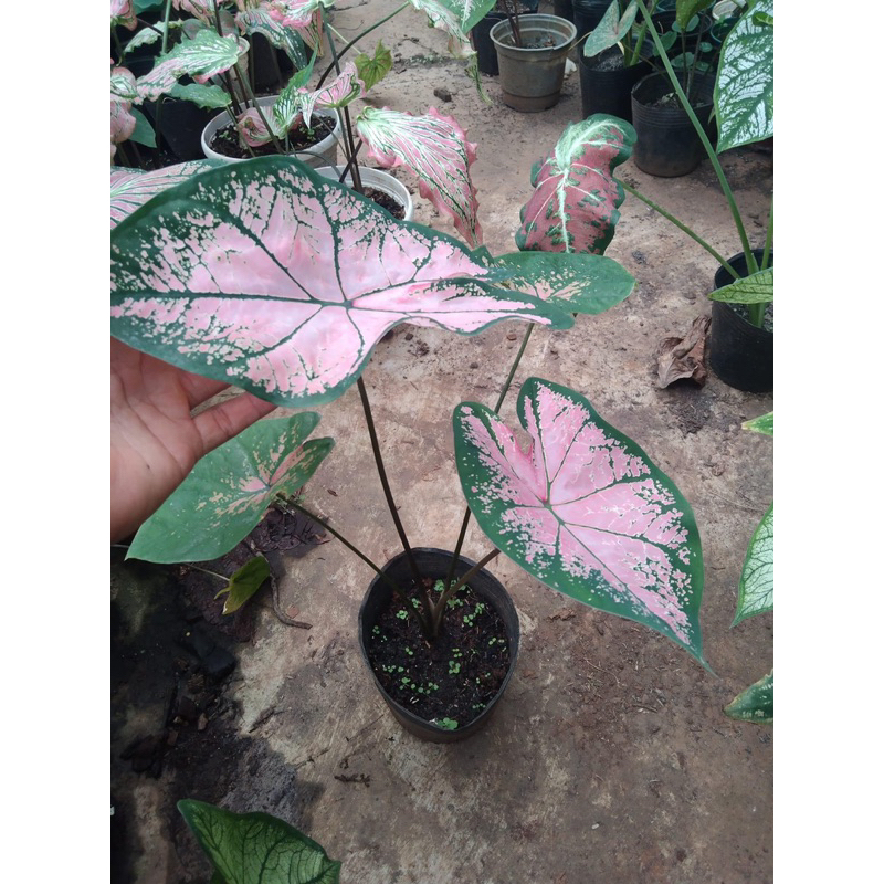 Môn hồng pink plass cây trưởng thành chậu 1.2 cây trở lên