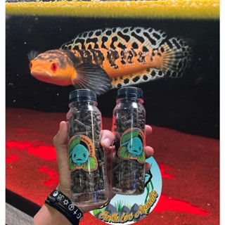 Cám Fajar | Hỗ trợ Lên Batik | Yellow | Thức Ăn Cá Lóc