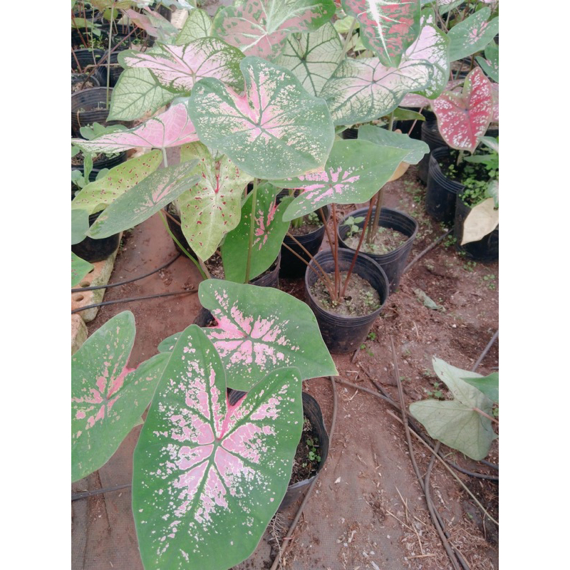 Môn hồng pink plass cây trưởng thành chậu 1.2 cây trở lên