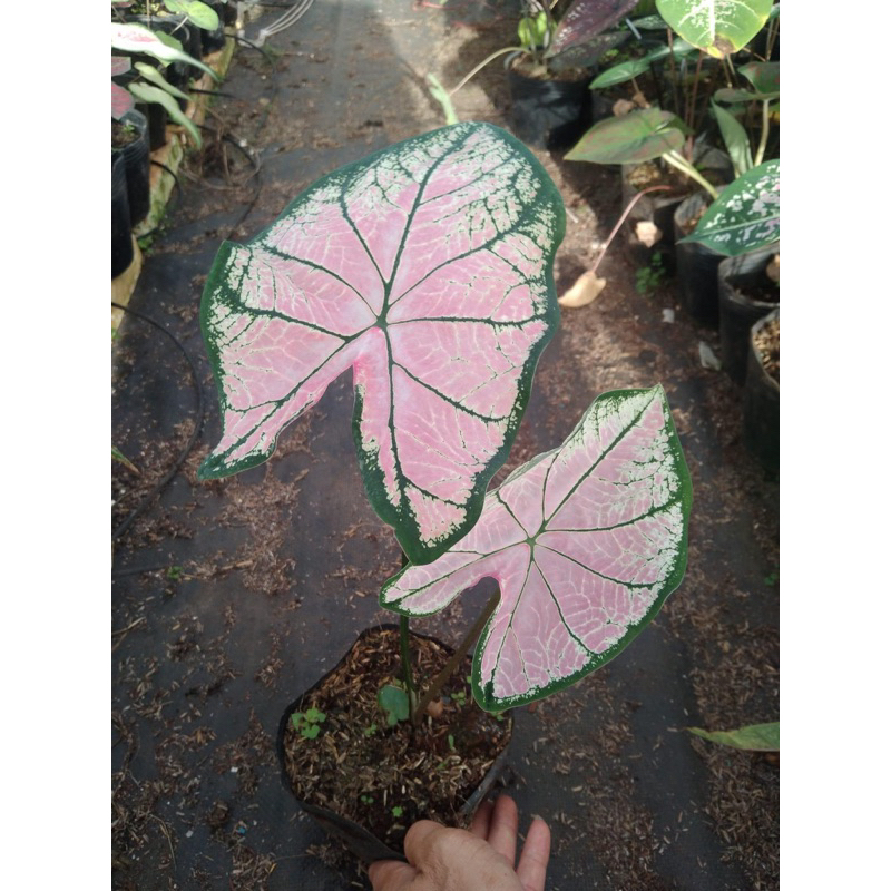 Môn hồng pink plass cây trưởng thành chậu 1.2 cây trở lên