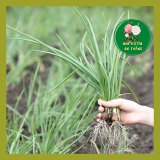 Hạt giống hành lá trồng quanh năm xanh mướt