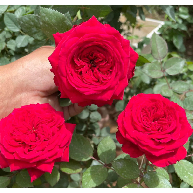 Hoa hồng bụi màu đỏ Red Monte. Cây nguyên chậu cao 60cm