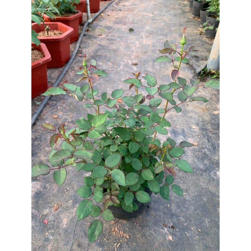 Hoa hồng bụi màu đỏ Red Monte. Cây nguyên chậu cao 60cm