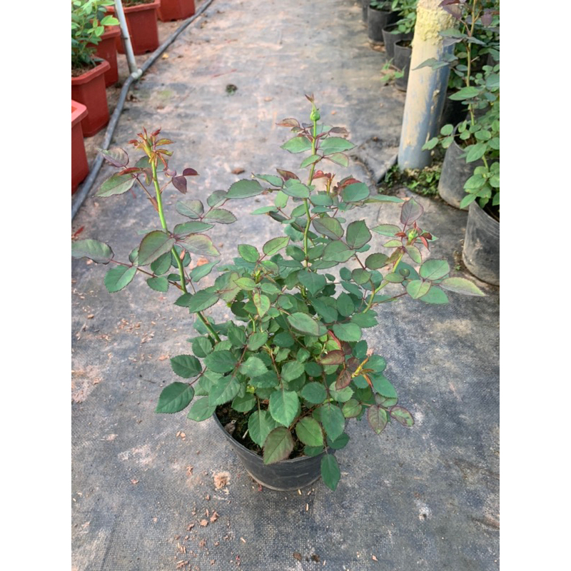 Hoa hồng bụi màu đỏ Red Monte. Cây nguyên chậu cao 60cm