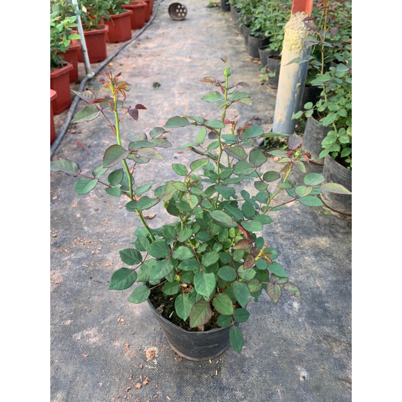 Hoa hồng bụi màu đỏ Red Monte. Cây nguyên chậu cao 60cm