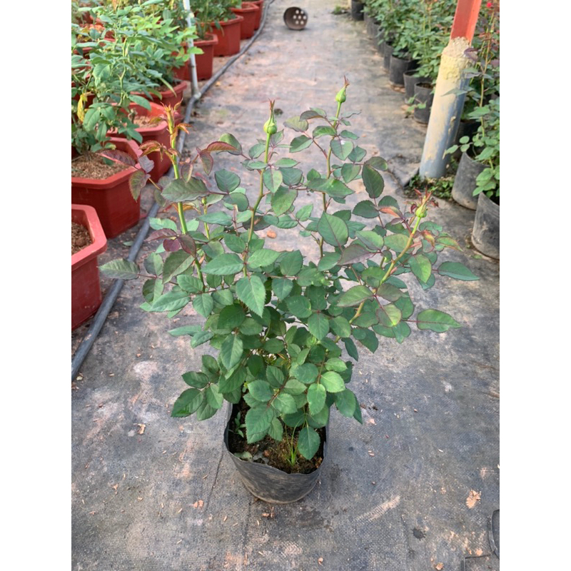 Hoa hồng bụi màu đỏ Red Monte. Cây nguyên chậu cao 60cm