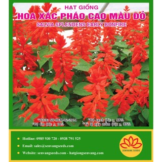 Hạt giống hoa xác pháo đỏ cao gói 1gram hãng sen vàng