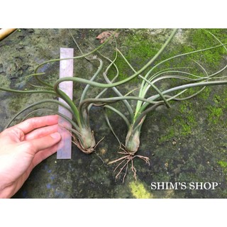 Cây Không khí Tillandsia Pseudobaileyi