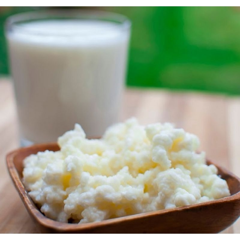 Nấm Sữa Kefir _ Nấm Làm Sữa Chua