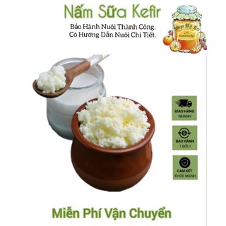 Nấm Sữa Kefir _ Nấm Làm Sữa Chua ( Cam Kết Thành Công,Có Cẩm Nang Hướng Dẫn Nuôi Chi Tiết)