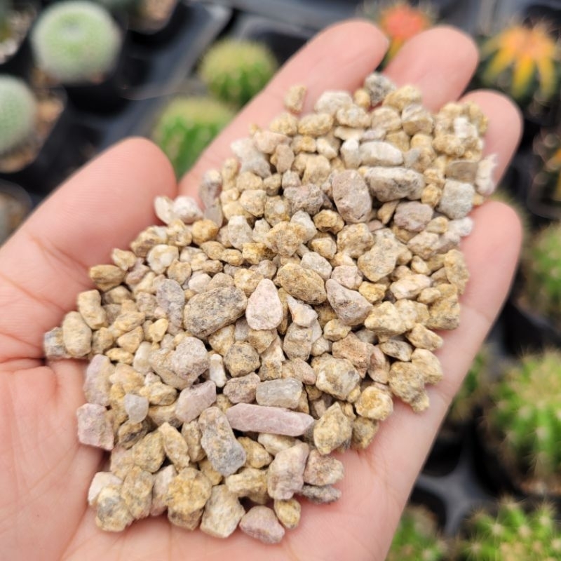 200g đá masato rải mặt chậu xướng rồng sen đá vườn sen Đăk Lăk. Cây cảnh trang trí nhà cửa