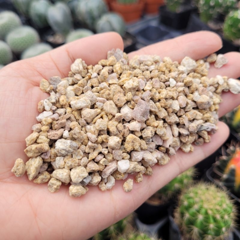 200g đá masato rải mặt chậu xướng rồng sen đá vườn sen Đăk Lăk. Cây cảnh trang trí nhà cửa