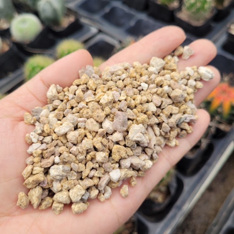 200g đá masato rải mặt chậu xướng rồng sen đá vườn sen Đăk Lăk. Cây cảnh trang trí nhà cửa