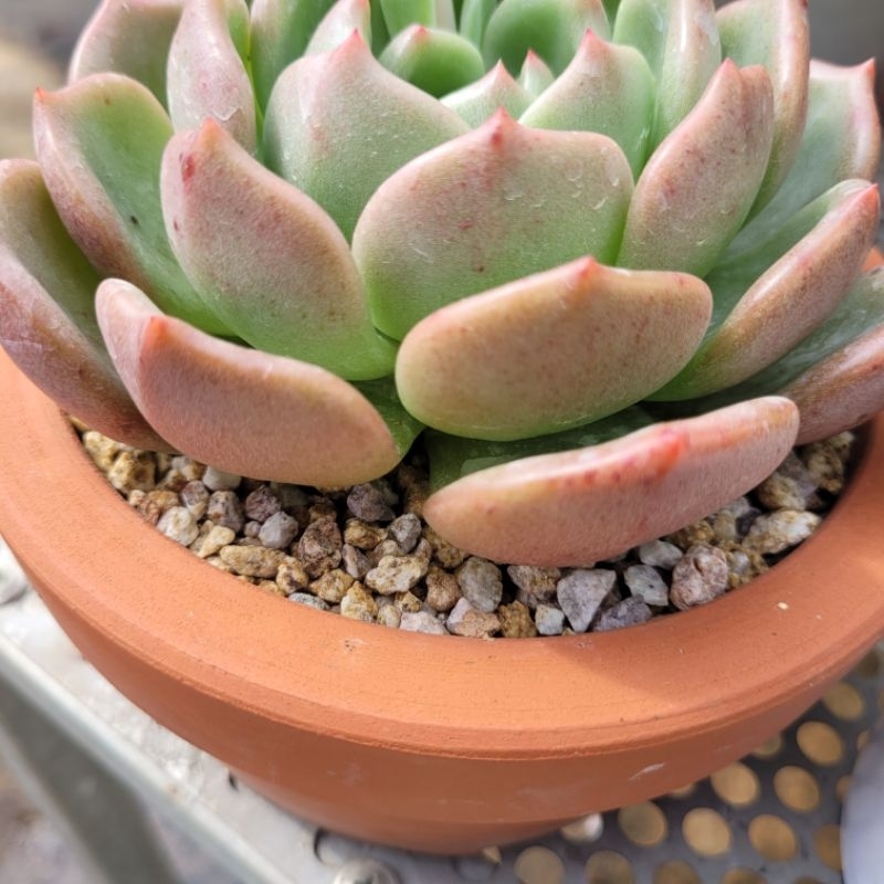 200g đá masato rải mặt chậu xướng rồng sen đá vườn sen Đăk Lăk. Cây cảnh trang trí nhà cửa