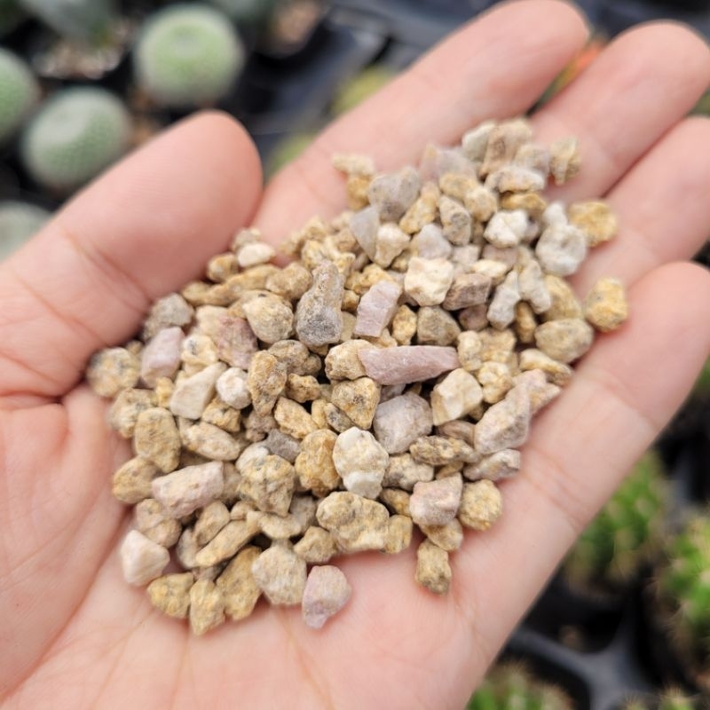 200g đá masato rải mặt chậu xướng rồng sen đá vườn sen Đăk Lăk. Cây cảnh trang trí nhà cửa