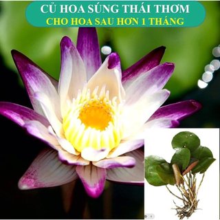 Củ Sẵn Mầm Chồi Cây to hoa súng thái lan Thơm màu Tím Trắng cam kết sống 100%
