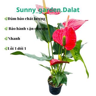 Chậu cứng red anthurium Adraeanum Flamingo - Hồng môn đỏ tươi