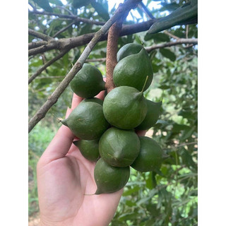 Hạt măc ca Đắc Lắk gói 500gr