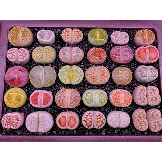 Bán lẻ sen đá mông, thạch lan, lithops, sen đá bán lẻ, nhiều màu sắc
