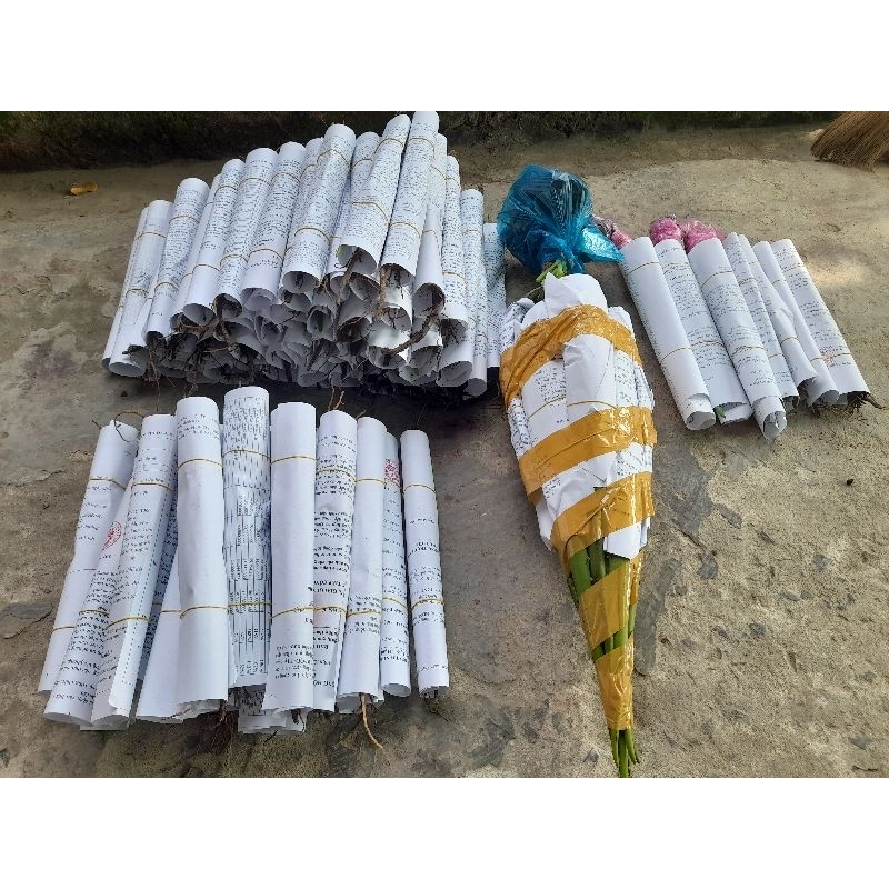 Cây giống nha đam mỹ . cao 20-30cm