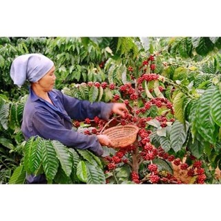 Cà Phê Rubusta túi bột 500g